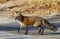 Red fox Vulpes vulpes in autumn in Algonquin Park