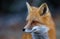 Red fox Vulpes vulpes in Autumn in Algonquin Park in Canada