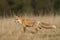 Red Fox Vulpes vulpes in autumn scenery, Poland Europe, animal walking among autumn meadow in amazing warm light