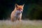 Red Fox, Vulpes vulpes, beautiful animal on grassy meadow, in the nature habitat, evening sun with nice light, Germany