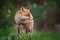 Red Fox, Vulpes vulpes, beautiful animal on grassy meadow, in the nature habitat, evening sun with nice light, Germany