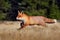 Red Fox, Vulpes vulpes, beautiful animal on grassy meadow, in the nature habitat, evening sun with nice light, Germany