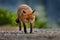 Red Fox, Vulpes vulpes, beautiful animal on grassy meadow, in the nature habitat, evening sun with nice light, Germany