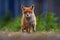 Red Fox, Vulpes vulpes, beautiful animal on grassy meadow, in the nature habitat, evening sun with nice light, Germany