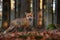 Red Fox, Vulpes vulpes, beautiful animal on grassy meadow, in the nature habitat, evening sun with nice light, Germany