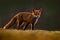 Red Fox, Vulpes vulpes, beautiful animal at green forest with flowers, in the nature habitat, evening sun with nice light