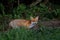 Red Fox - Vulpes vulpes, beautiful popular carnivores