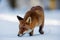 Red fox Vulpes vulpes beautiful young fox very close up sniffing in the snow in the wild landscape