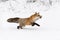 Red Fox Vulpes vulpes Bounds Right in Snow Winter