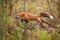 Red Fox Vulpes vulpes Bounds Through Weeds