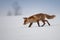 Red fox Vulpes vulpes with a bushy tail hunting