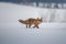 Red fox Vulpes vulpes with a bushy tail hunting