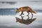 Red fox Vulpes vulpes with a bushy tail hunting