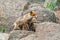 Red fox Vulpes vulpes with a bushy tail hunting