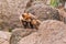 Red fox Vulpes vulpes with a bushy tail hunting