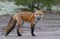 A Red fox Vulpes vulpes with a bushy tail hunting in the forest in Algonquin Park, Canada in autumn