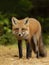 A Red fox Vulpes vulpes with a bushy tail hunting in a pine tree forest in Algonquin Park, Ontario, Canada in the autumn moss