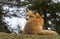 A Red fox Vulpes vulpes with a bushy tail looking over his shoulder in the forest in Algonquin Park , Canada in autumn