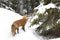 A Red fox Vulpes vulpes with a bushy tail and orange fur coat isolated on white background hunting in the freshly fallen snow in