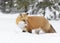 A Red fox Vulpes vulpes with a bushy tail and orange fur coat isolated on white background hunting in the freshly fallen snow in