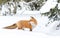 Red fox Vulpes vulpes with bushy tail in the winter snow in Algonquin Park, Canada