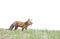 A Red fox Vulpes vulpes calling her kits on a grassy hill in springtime in Canada