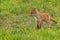 The red fox Vulpes vulpes is the only Central European representative of foxes