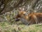 Red fox (Vulpes vulpes) chewing