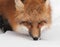 Red Fox (Vulpes vulpes) Close Up