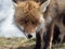 Red fox (Vulpes vulpes) close-up portrait