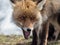 Red fox (Vulpes vulpes) close-up portrait