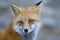 A Red fox Vulpes vulpes closeup in Algonquin Park, Canada