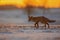 Red fox Vulpes vulpes crossing a field with snow