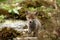 Red Fox, vulpes vulpes, Cub calling, Normandy