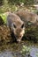 Red Fox, vulpes vulpes, Cub drinking at Pond, Normandy