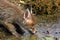 Red Fox, vulpes vulpes, Cub drinking Water, Normandy