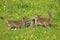 Red Fox, vulpes vulpes, Cub hunting European rabbit, Normandy