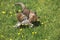 Red Fox, vulpes vulpes, Cubs hunting European rabbit, Normandy
