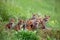 Red fox, vulpes vulpes, cubs sitting by the den.