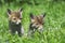 Red Fox, vulpes vulpes, Cubs sitting on Grass, Normandy