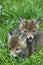 Red Fox, vulpes vulpes, Cubs standing on Grass, Normandy