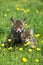 Red Fox, vulpes vulpes, Cubs with Yellow Flowers, Normandy