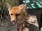 The red fox Vulpes vulpes, Der Fuchs, Crvena Lisica