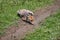 Red fox Vulpes vulpes drinking water from puddle. 8k wide shot Carpathian valley, Bieszczady, Poland.