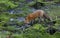 A Red fox Vulpes vulpes drinking water from a puddle in the Algonquin Park forest in Canada