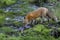 A Red fox Vulpes vulpes drinking water from a puddle in the Algonquin Park forest in Canada