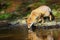 The red fox Vulpes vulpes drinks water from a forest creek.Young red fox near water in dense forest