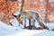 Red fox Vulpes vulpes eating a European hare Lepus europaeus. Fox in winter time with food. Predator with prey