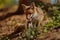 Red Fox, Vulpes vulpes, at european forest.