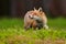 Red Fox, Vulpes vulpes in fall forest. Beautiful animal in the nature habitat. Wildlife scene from the wild nature. Fox running in